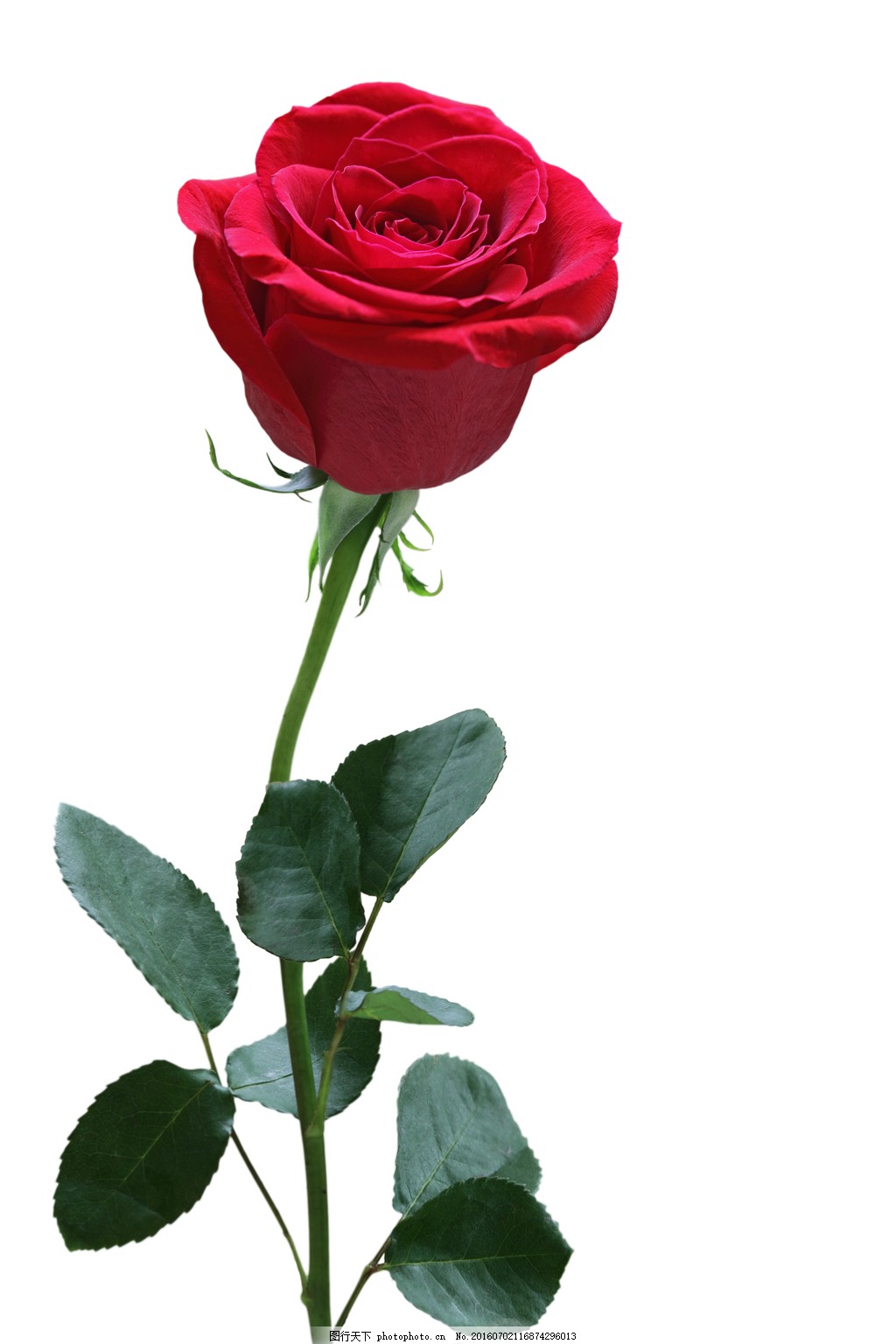 【献上一朵美丽的玫瑰花，祝大家周末愉快摄影图片】生态摄影_太平洋电脑网摄影部落