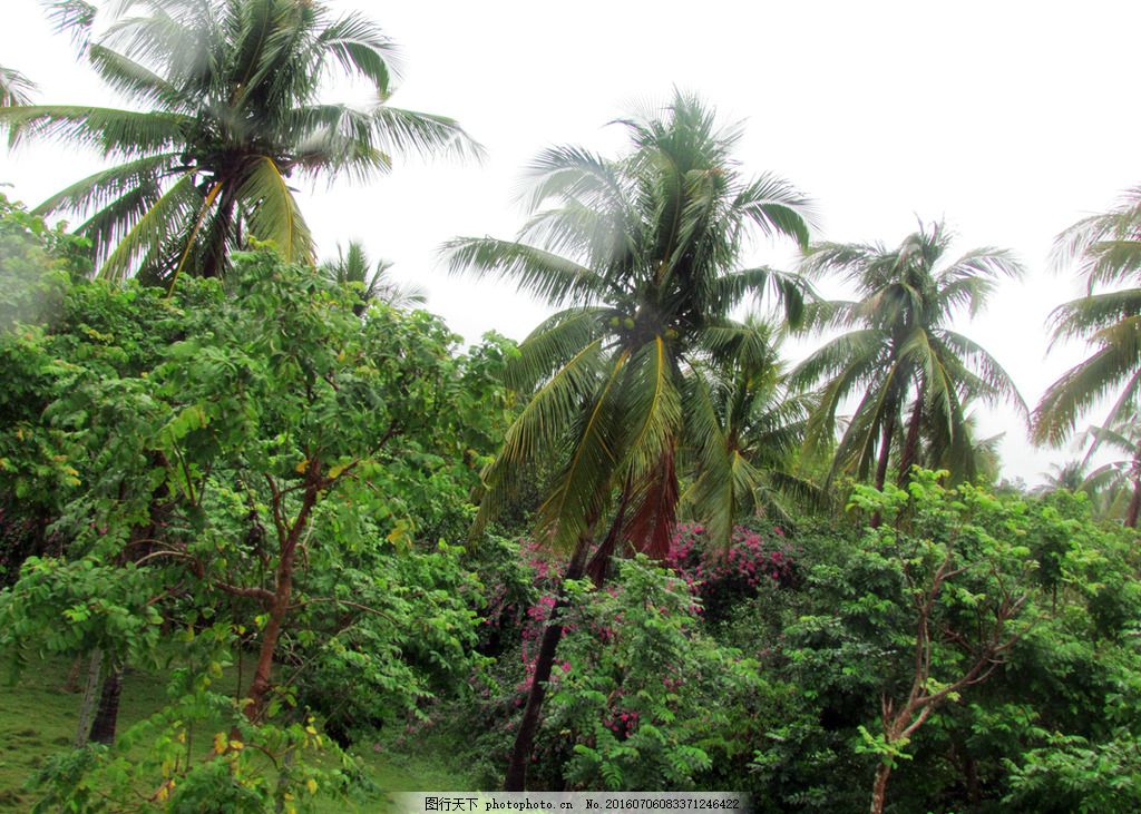 椰子树,椰树 热带 植物 海南风光 蓝天 白云 花草