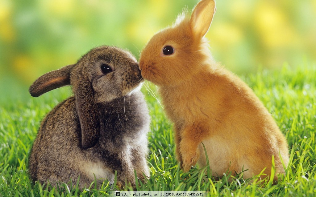 兔子亲吻高清图片素材图片