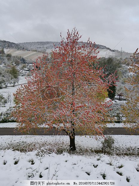 冬天雪地里红色树木 冬季高炉 枫叶 叶子 秋季树木 树叶 树干图片