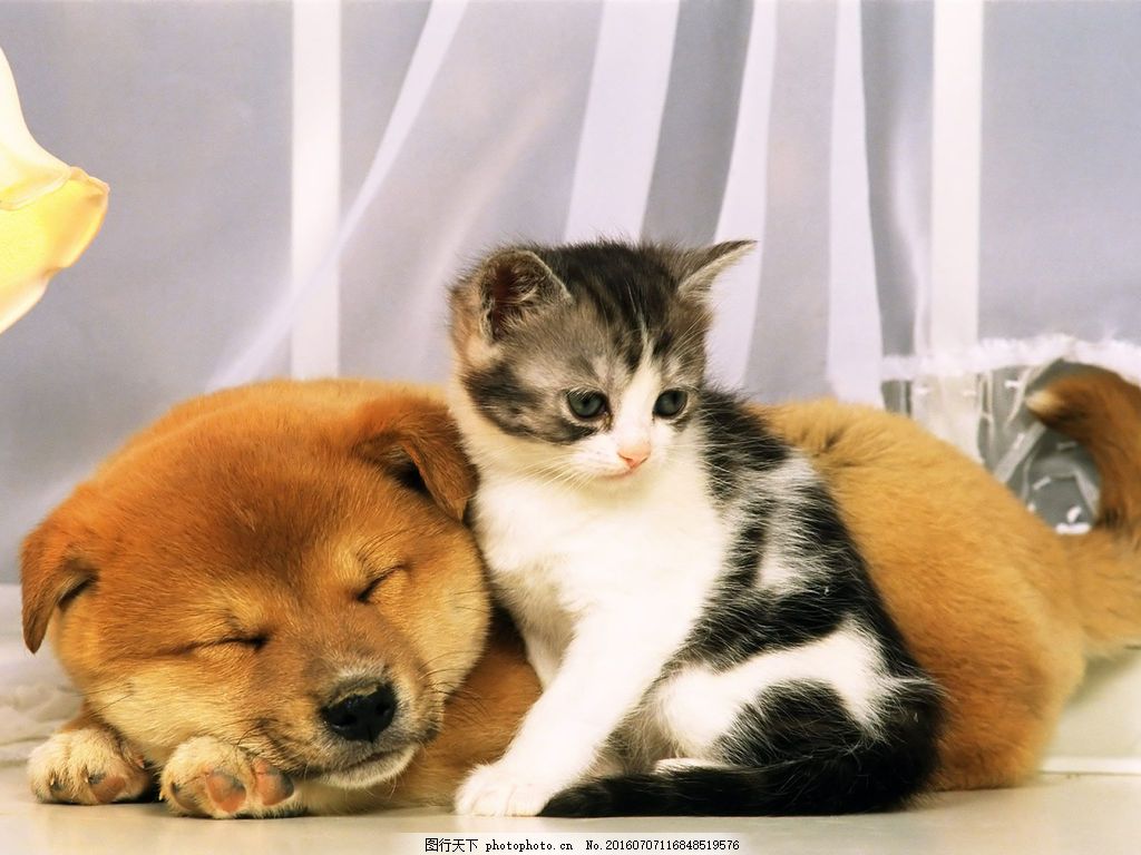 可爱的小狗和小猫壁纸和背景高清原图下载,可爱的小狗和小猫壁纸和背景,高清图片,壁纸 - 天下桌面