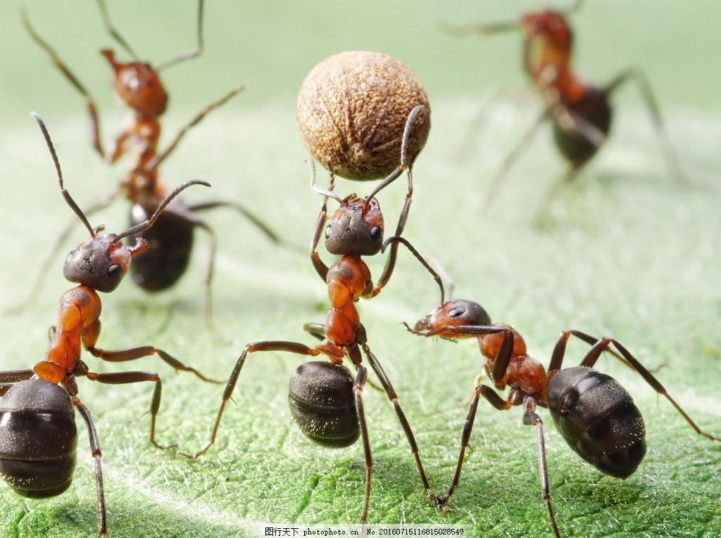 高清蚂蚁搬食物图片