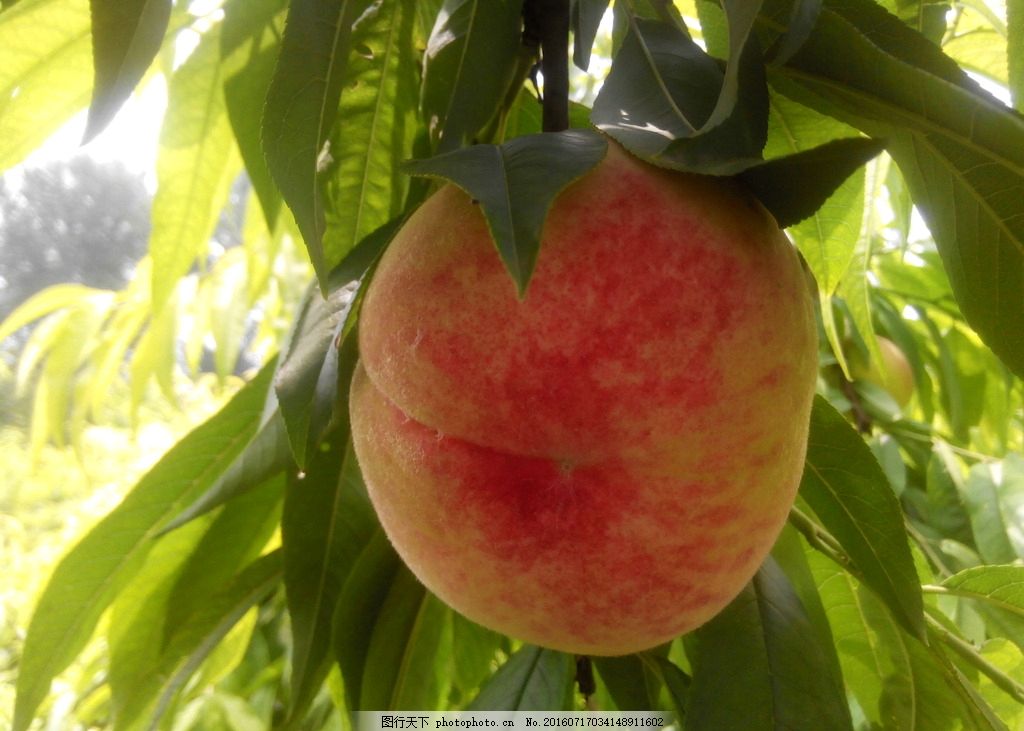 桃子 红桃 大桃 水果 果实 摄影 自然景观 自然风景 72dpi jpg