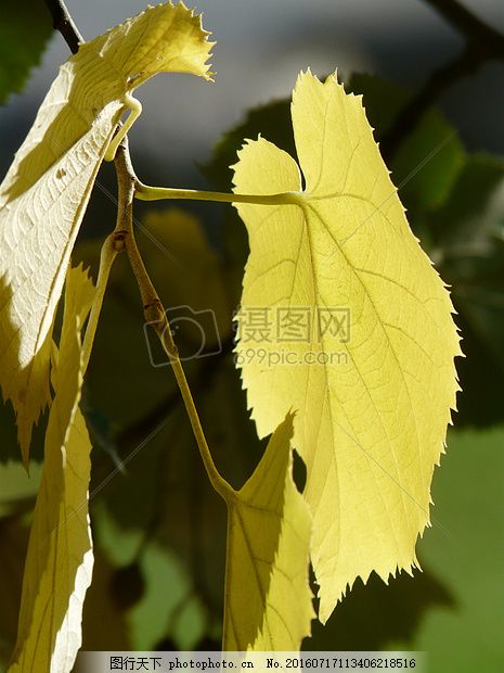 阳光下的树叶 叶子 叶边距 锯齿状 林德 影子阳光 植物 红色图片