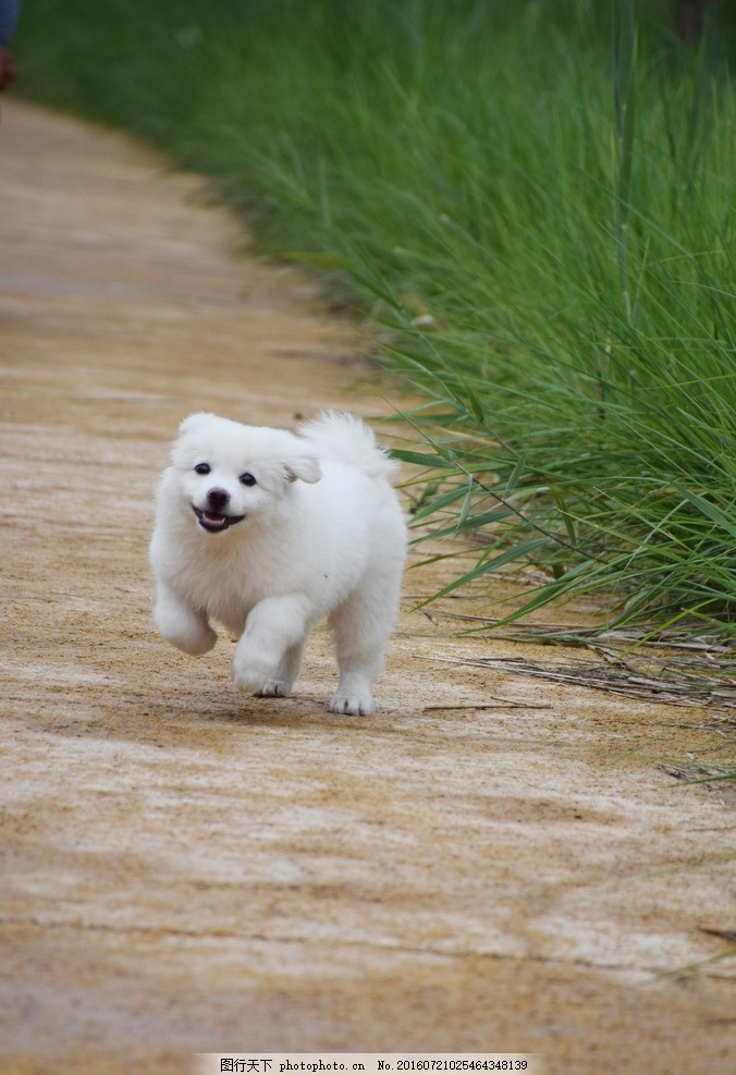大白熊 幼犬 小狗 大白熊幼犬 萌萌的小狗 萌萌哒 萌物 白狗 有爱小狗 小动物 生物 白色生物 白色小狗 大白熊犬 大白熊小时候 幼年大白熊 奔跑的小狗 大白熊三个月 狗狗 白狗狗 运动的狗狗 小白狗 小白狗幼犬 小崽 小仔 小狗崽 摄影 生物世界 其他生物 300DPI JPG