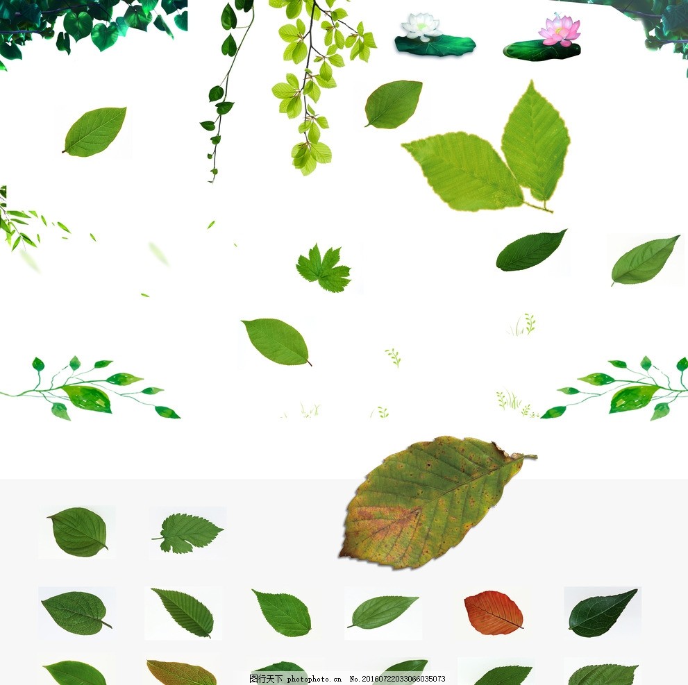 叶子素材 绿色 树叶 小清新 源文件 植物 水彩 树枝 茶叶 各种树叶图片