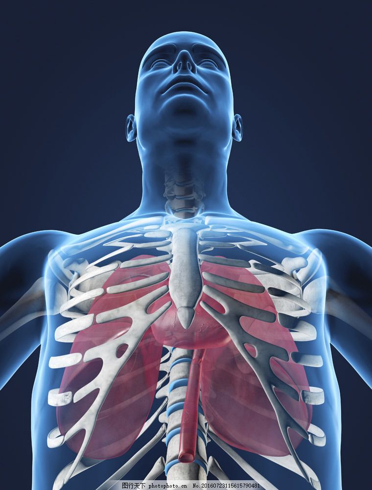 人体肺器官图片