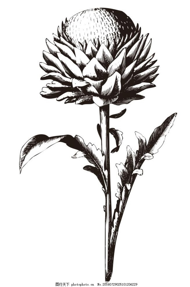 菊花 菊花花朵 素描 花 盆栽 植物 花卉 花朵 草木 艺术插画 插画