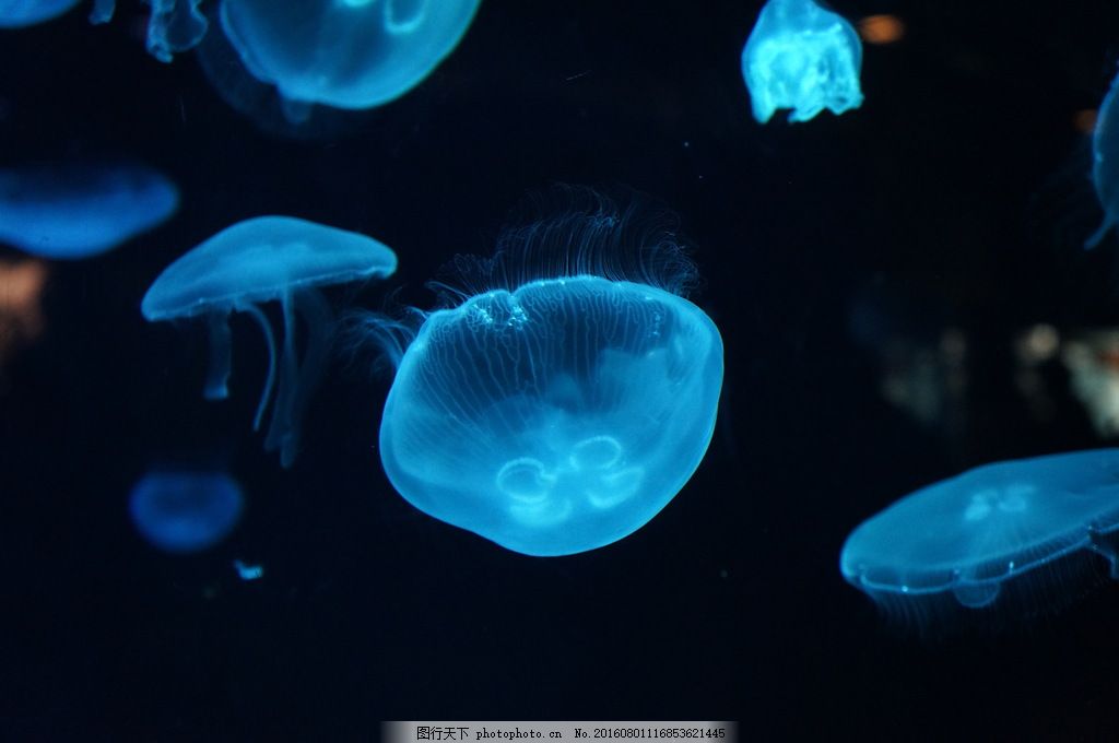 蓝色水母图片