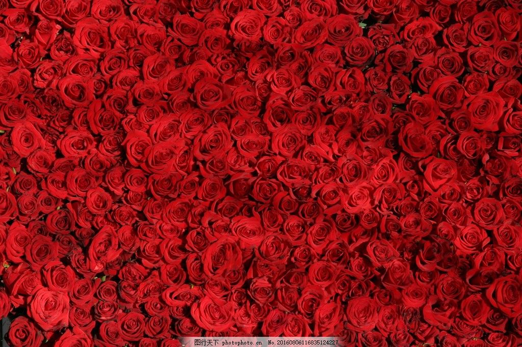 红色的玫瑰花背景图片