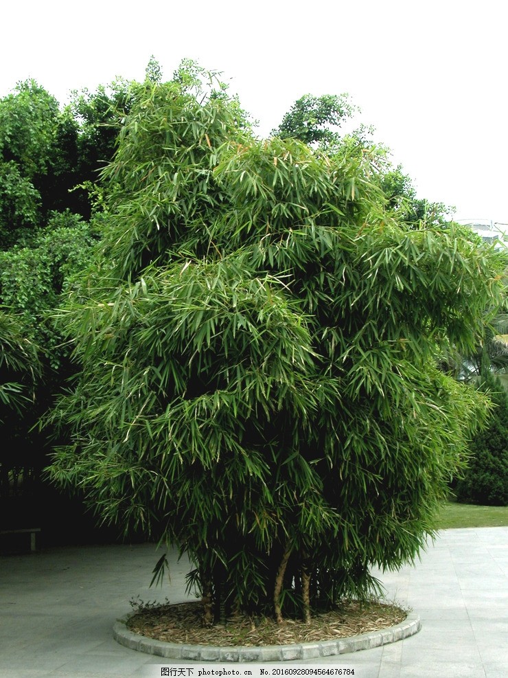佛肚竹 竹子 植物 园林植物 绿化植物 摄影 自然景观 自然风景