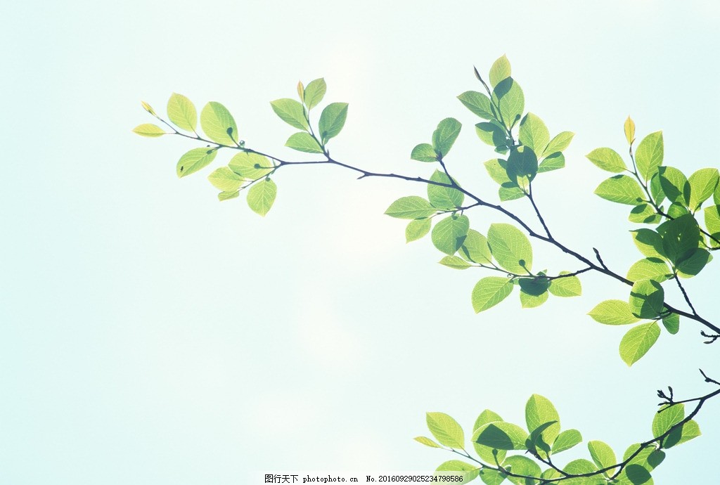树枝 树叶 绿叶 叶子 叶片 树干 摄影 花草植物树木图片