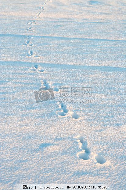 雪地里的动物足迹图片 背景素材 商用素材 图行天下素材网