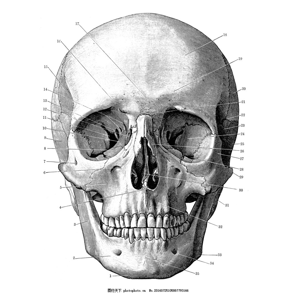 头骨与头部肌肉|三维|人物/生物|DC_H - 原创作品 - 站酷 (ZCOOL)