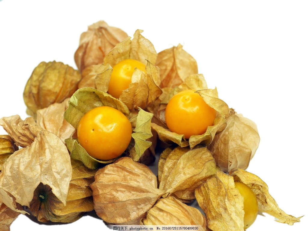 水果姑娘儿高清图片下载,姑娘儿,红菇娘,挂金灯,灯笼草,灯笼果