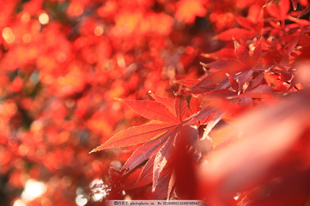 唯美红叶背景图片 自然风景 高清素材 图行天下素材网