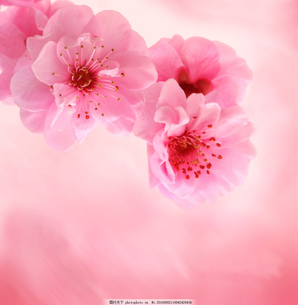 粉色梅花图片素材-编号16072299-图行天下