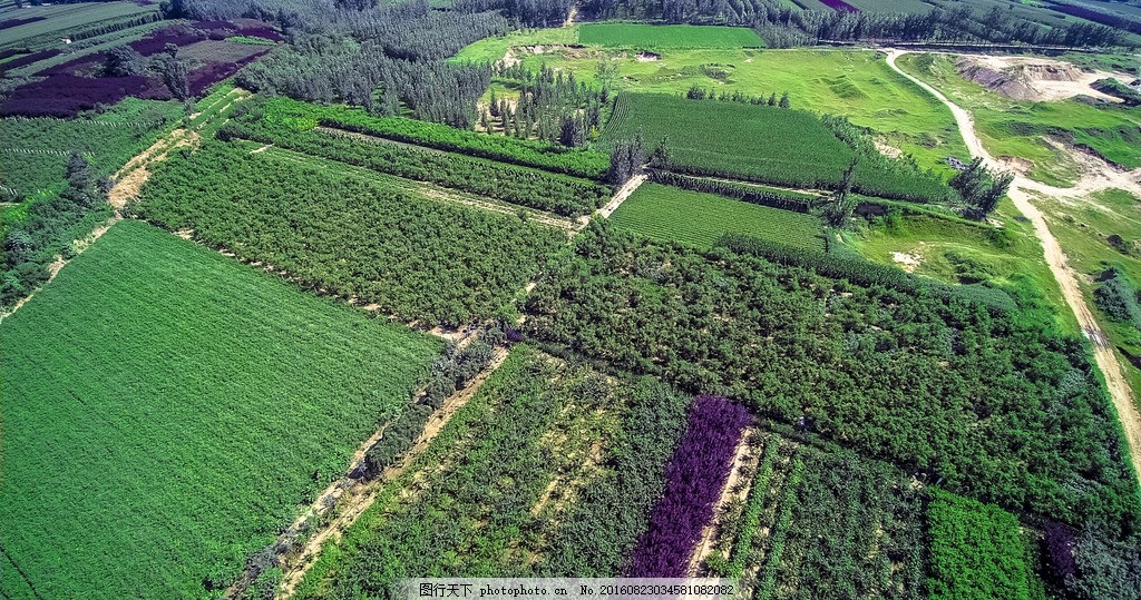 田园 田野 油菜花 农田 油菜 油菜花田 油菜花地 黄花 摄影 生物世界