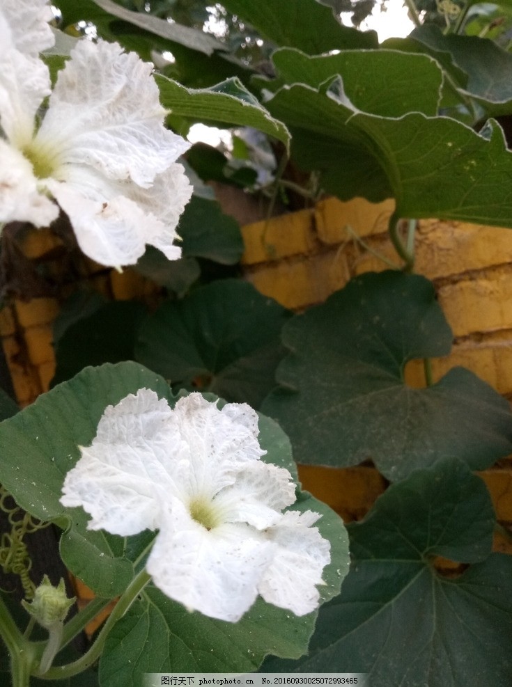 冬瓜花图片 食材原料 餐饮美食 图行天下素材网